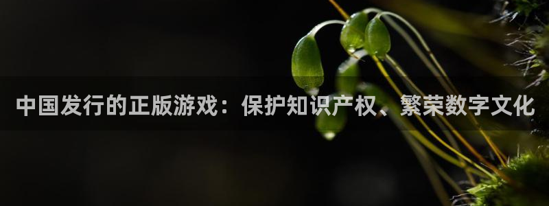 广东db电竞电商bruno